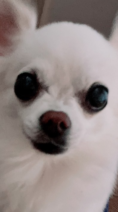 ちわわのわわわ