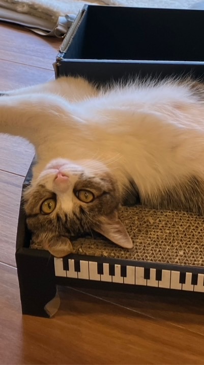 にゃこココ🎹音楽隊