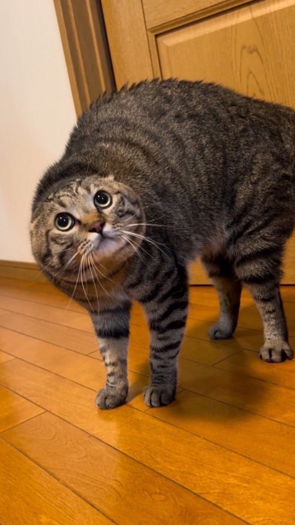 ずんめたの弟子たち