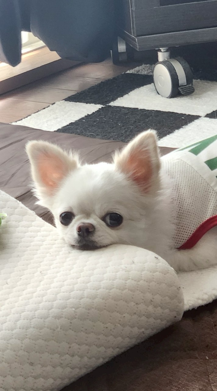 🐶にこ🎾枠オプチャ