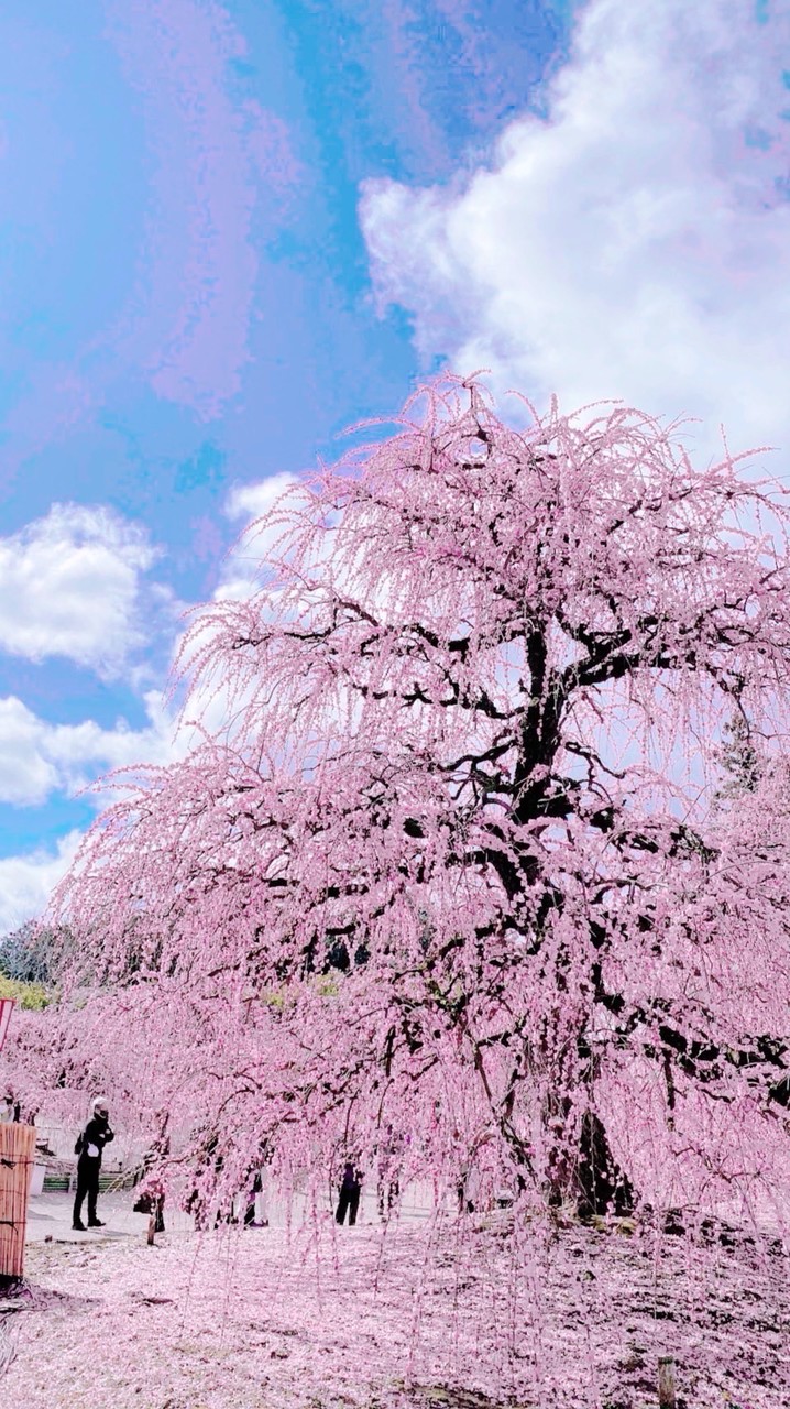 🌸🍁ほのぼのるうむ🍁🌸