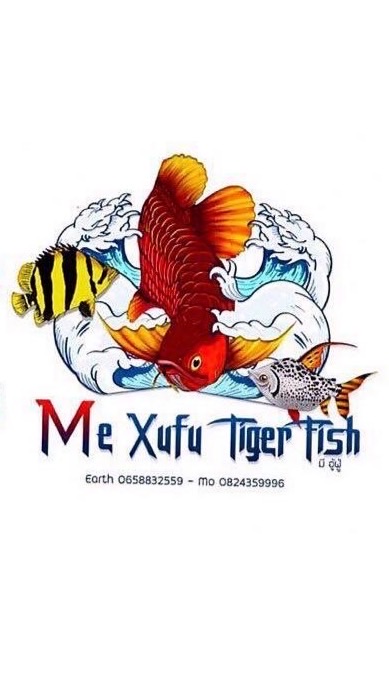 V.2  Me Xufu Tiger Fish