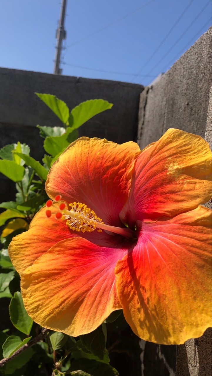 ちんたむ🌺くれあ