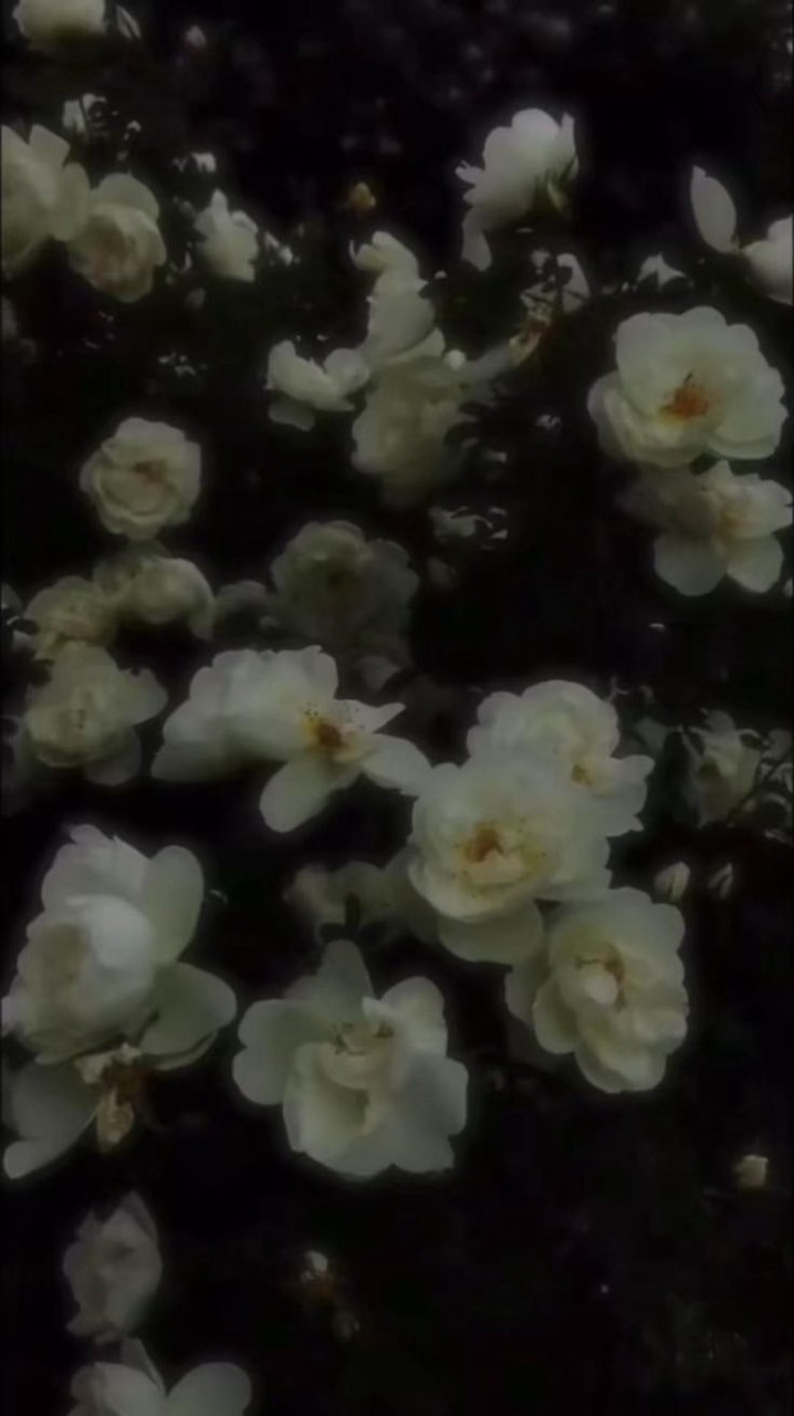 薄気味色 の イリュージョン .. ¿¿ 旧J 激🤯💥緩⁉️⁉️⁉️✨🌟💫✨🌟💫✨