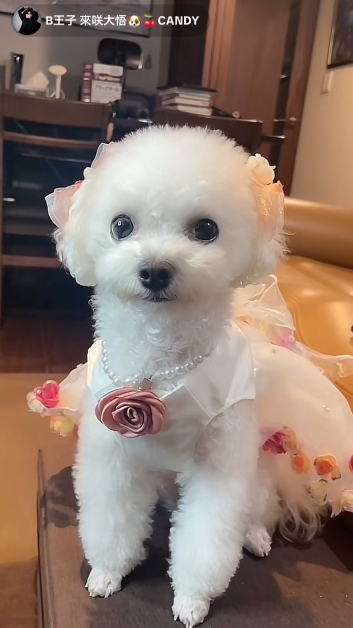 ぬん組🐶